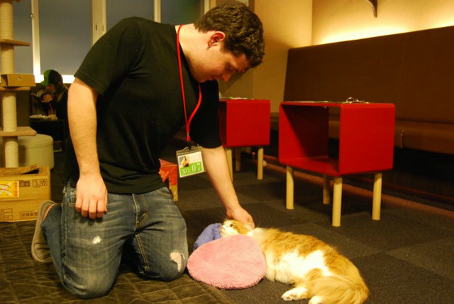 A man plays with a cat laying on the ground.