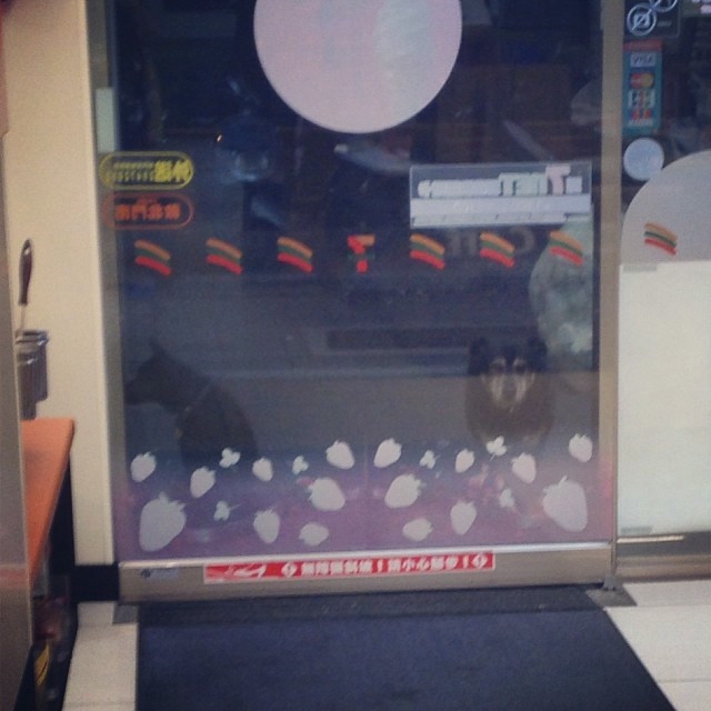 Two dogs stare from outside the door of a 7-11 in Taipei.