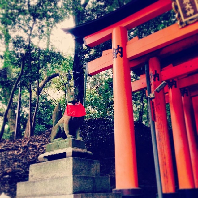 A stone fox watchs the start of a chain of Japanese torri gates.