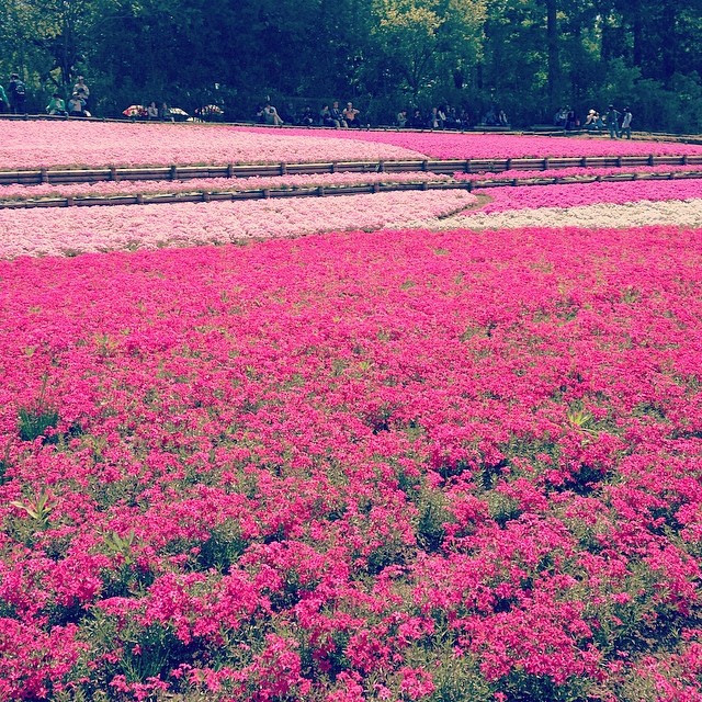 A rolling field of pink and purple flowers.