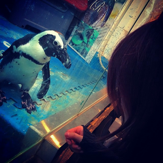 A penguin making a stance behind some glass.