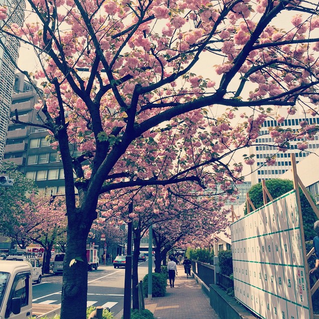 A street in Tokyo. Cars line the street, and the street is covered in pink cherry blossom trees.