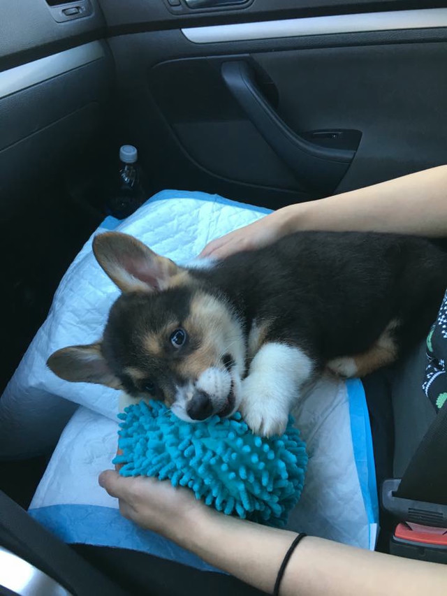 A small black Corgi pup gnaws on a blue toy.