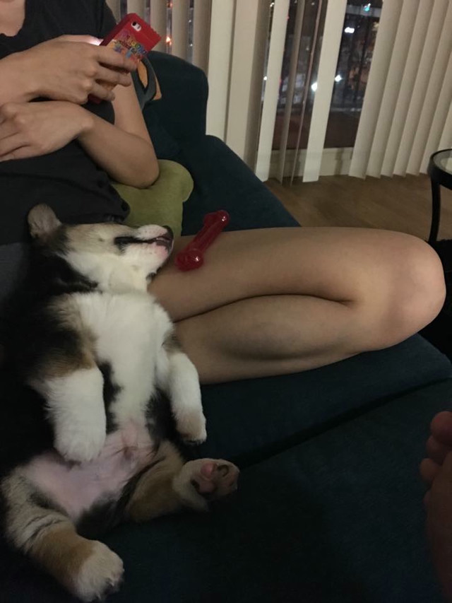 A Corgi lays on his back, passed out.