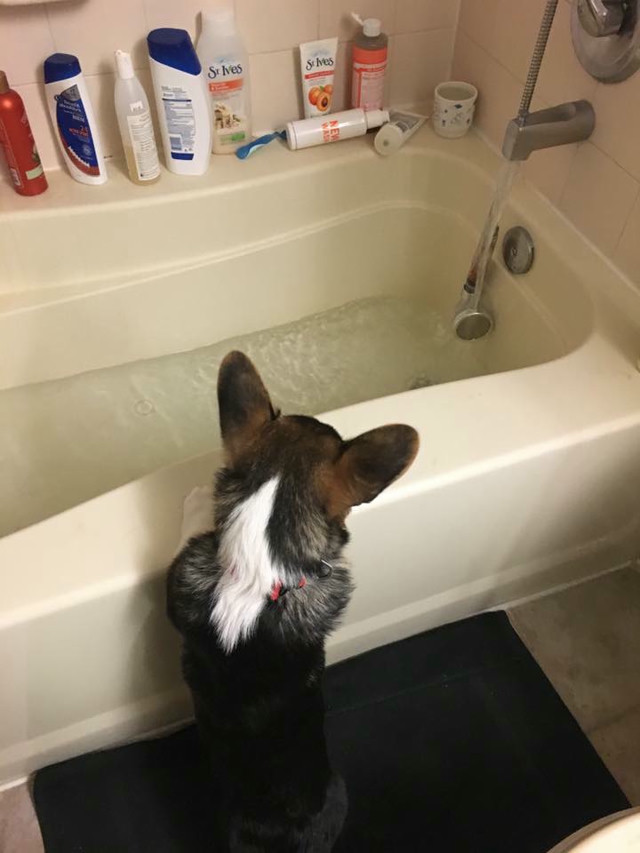 A small black Corgi pup waits eagerly for the bathtub to finish filling.