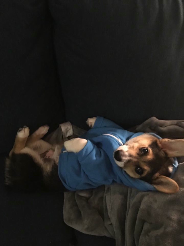 A Corgi in a blue sweater laying on his back.