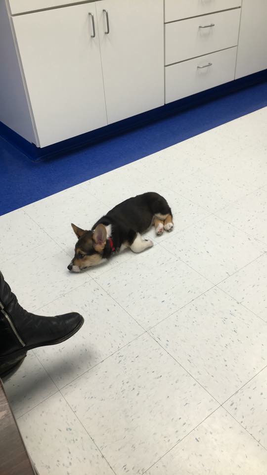 A tri-color (mostly black) corgi pouts in the vets office.