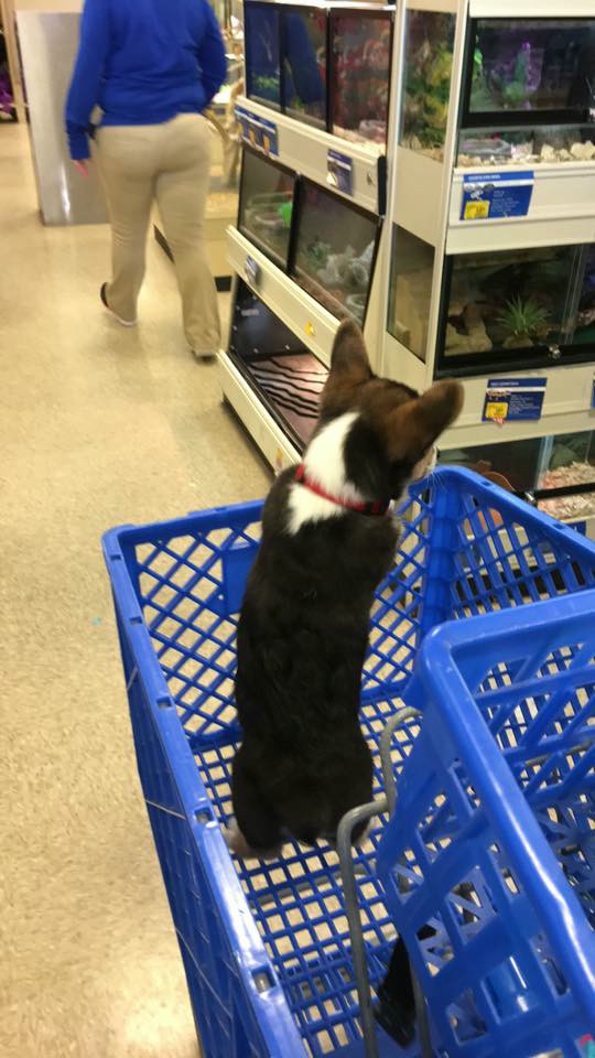 A small black corgi inside a blue cart being wheeled around a pet store.