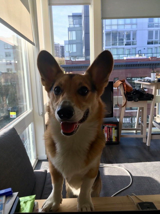 A Corgi pestering me to play with him. He's on the couch, with a TV visible in the background.