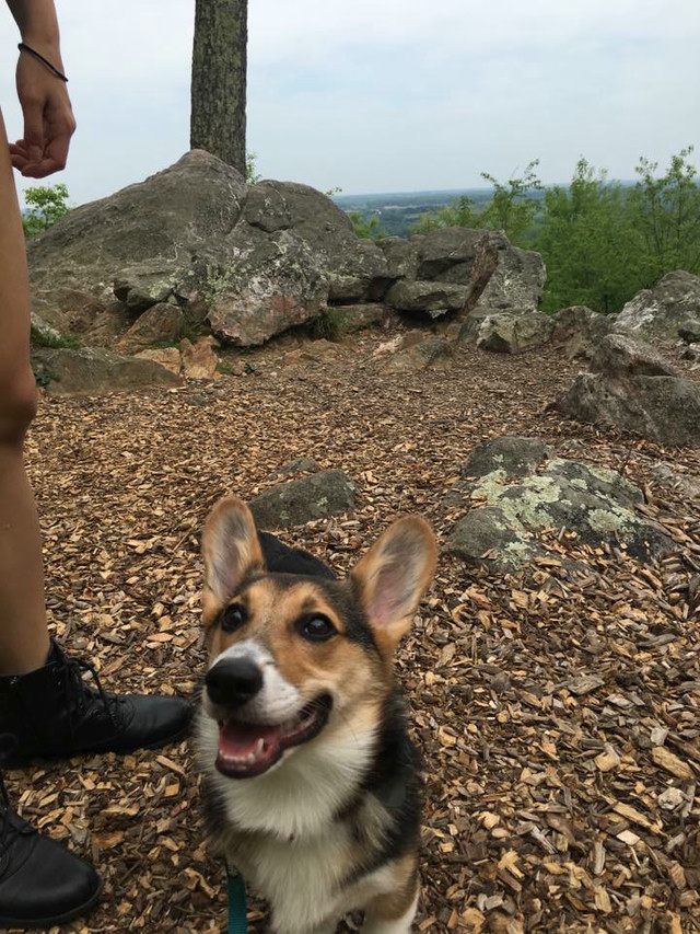 A tri-color orange/black/white Corgi pup pants at the top of a mountain.