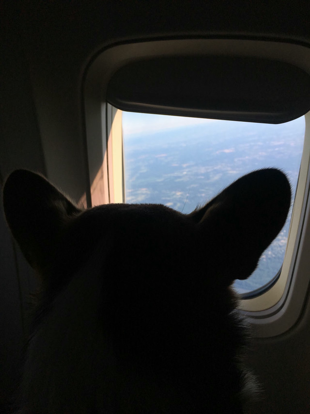 A corgi looks out the window of a plane.