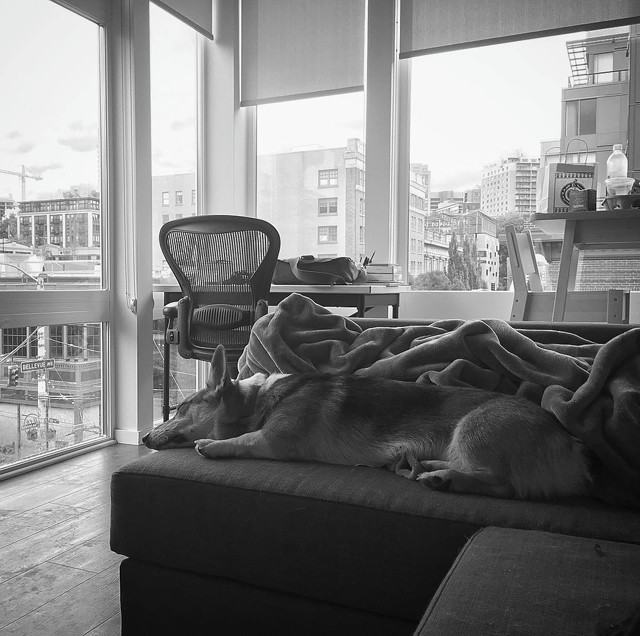 A corgi naps peacefully on a sectional sofa. The apartment windows showcase the Seattle cityscape.