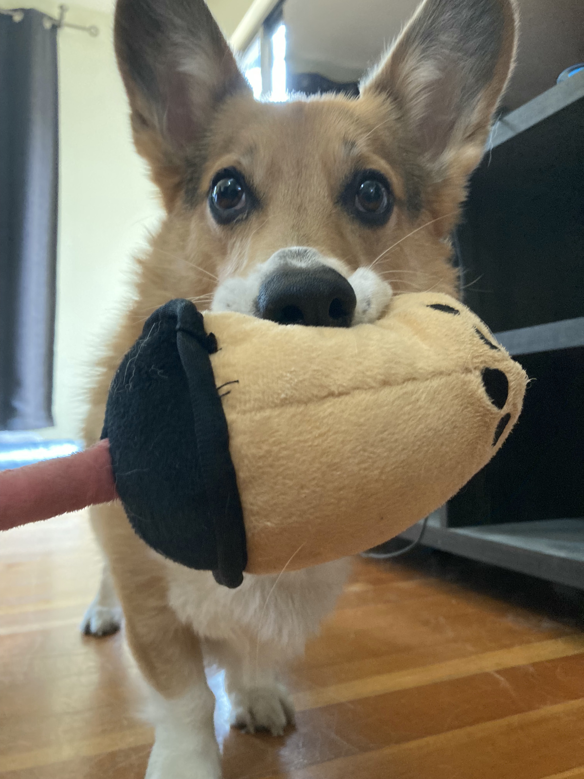 A tri-color Corgi holding a stuffed boba drink toy.