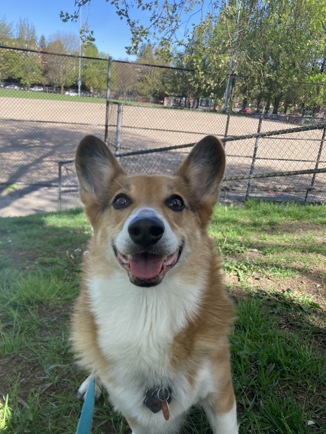 A tri-color corgi smiles. He’s sitting in front of a baseball field.