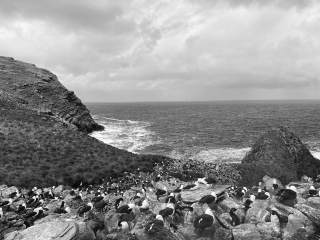 Penguins nest above a cliff side.