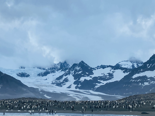 An army of penguins on the beach. Mountains cascade in the background, topped with snow and with an ice field as a path down.