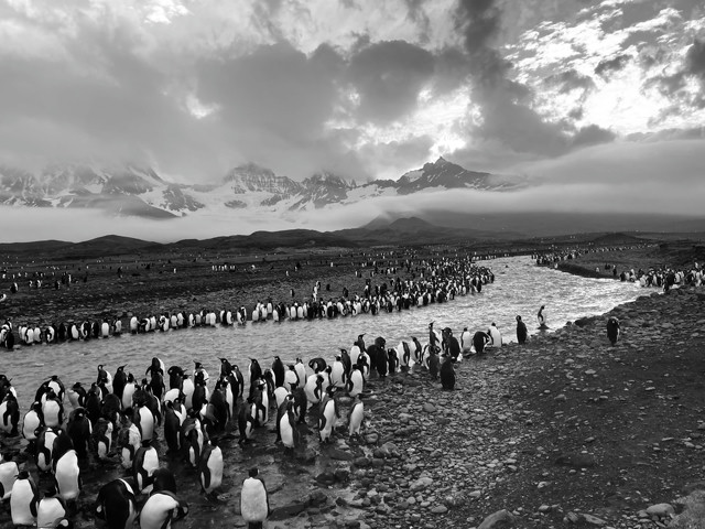 Penguins crowd around a winding stream. Mountains can be seen in the distance, with smaller groups of penguins on their way to the stream. The photo is in black and white.