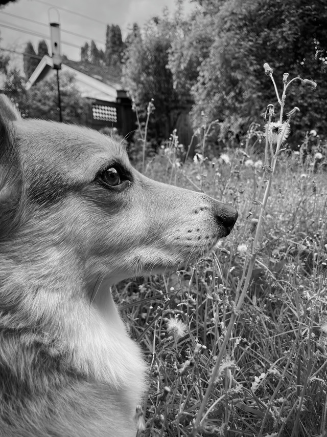 A black and white photo of an aging Corgi sitting in tall grass. A shed can be seen behind a tree lined fence.