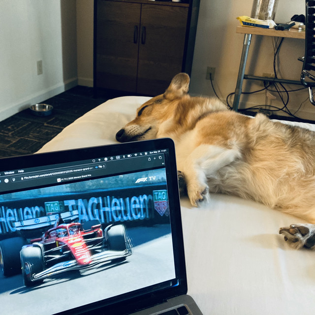 A corgi slumbers as a Formula 1 race plays on a laptop.
