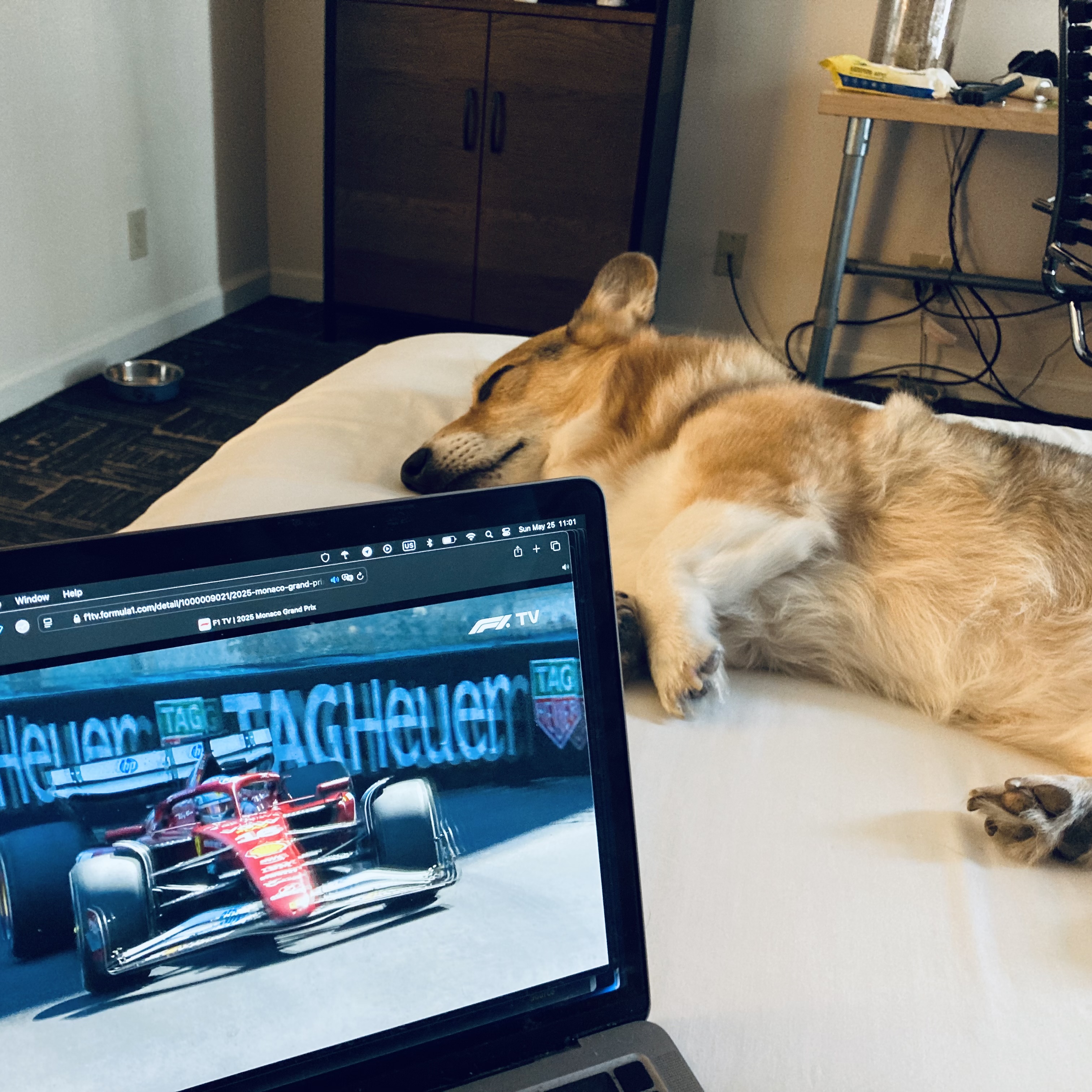 A corgi slumbers as a Formula 1 race plays on a laptop.